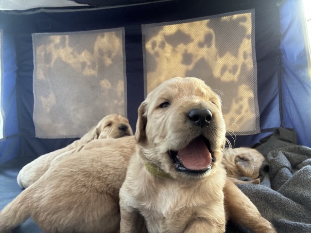 Golden Retriever – full golden retriever puppies – El Monte