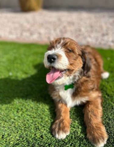 golden doodle mix for sale
