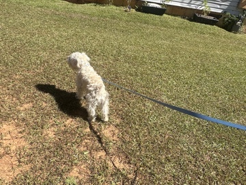 Miniature Schnauzer – for sell seriously inquiries only – McDonough