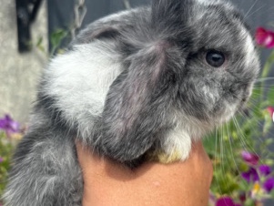2 beautiful boy mini lop rabbits 