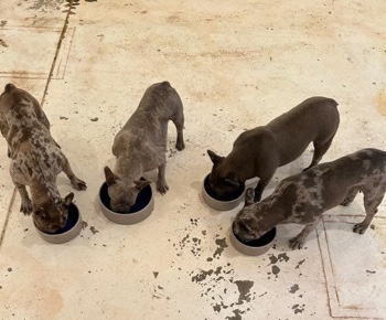 French Bulldog – French Bulldogs