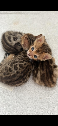 Bengal – Pure bengal . . . London