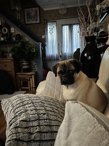 Pug – male pug fawn