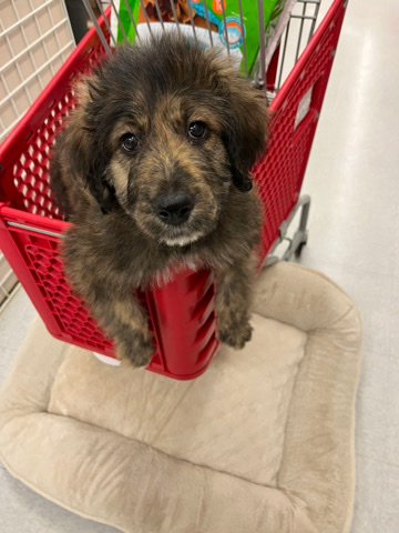 Poodle – Aussiedoodle Puppy