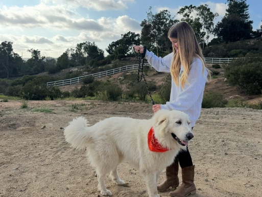 Great Pyrenees (Female) REHOME