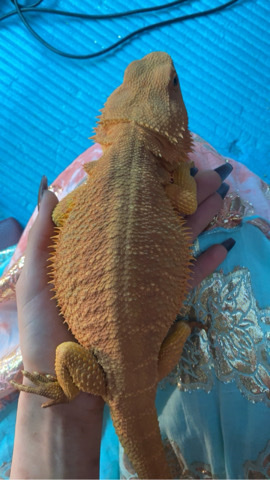 Female bearded dragon yellow orange