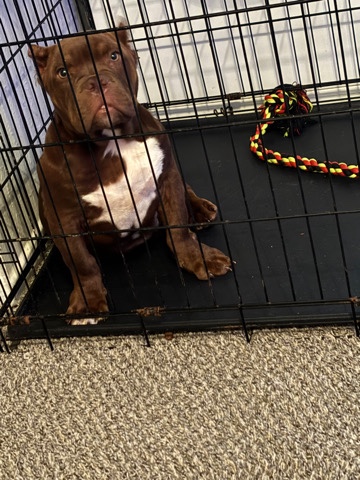 American Bulldog – Pocket bully
