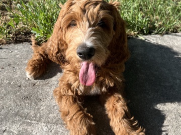 Irish Red and White Setter – Irish doodle – West Jordan