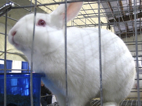 Florida White – florida white rabbits – Ashburn