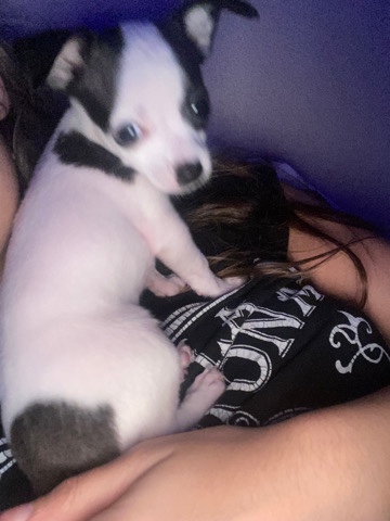 Chihuahua – chihuahua mini