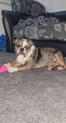 Bulldog – New England female  bulldog