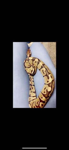 ball python need home asap