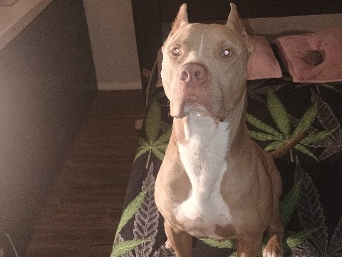 American Pit Bull Terrier – zues needs a home