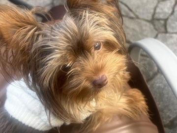 Yorkshire Terrier – Teacup Yorkie – Duluth