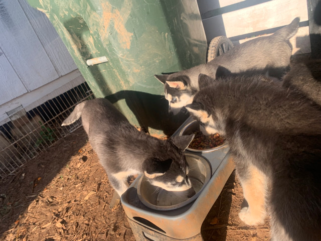 Siberian Husky – husky puppies