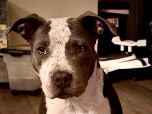 American Pit Bull Terrier – Sweet baby Ravyn – Lodi