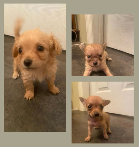 Chihuahua – Chihuahua puppies for sale