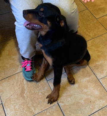 Rottweiler – Lula