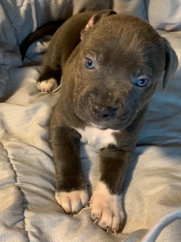 American Pit Bull Terrier – Xl american bully