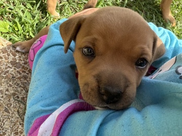 Boxer – puppies for sell – Chattanooga