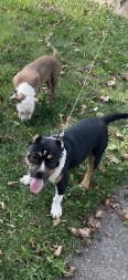 American Pit Bull Terrier – American Pocket Bully Pups