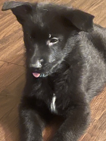 German Shepherd – Selling GSD