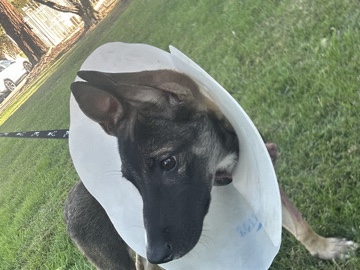German Shepherd – 3 month old German shepherd