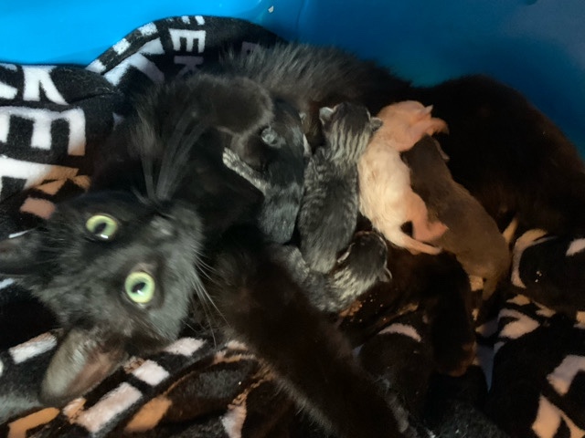 Who wants a kitten!๐