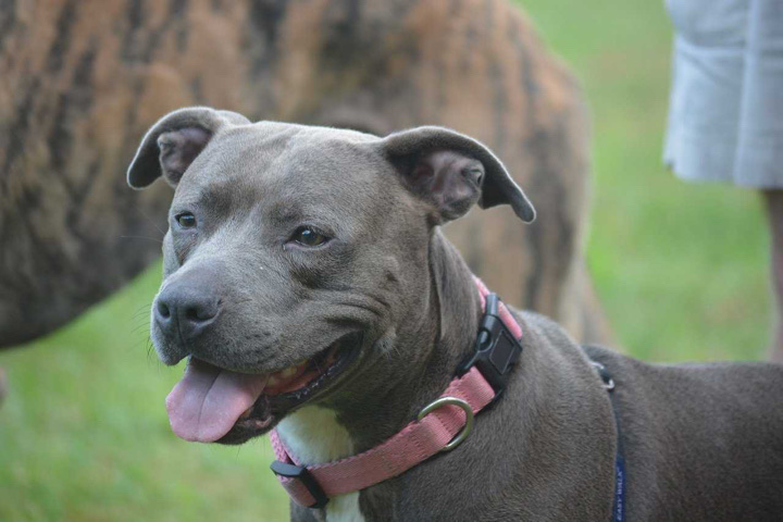 pit bull