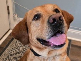 Goldador – Dog-Ranger – Summerville
