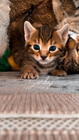 Bengal – Bengal x dsh females kittens Beautiful markings