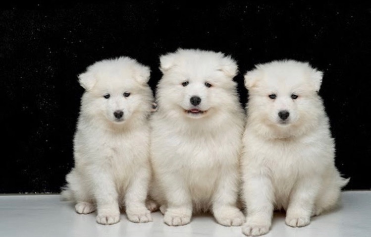 Samoyed – champion bloodline 5 gen pedigree kc reg
