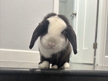English Lop – bunny for sale – Niwot