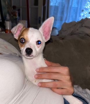 Chihuahua – chihuahua