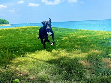 American Pit Bull Terrier - please help Bear find his forever home. available for adoption in Chicago