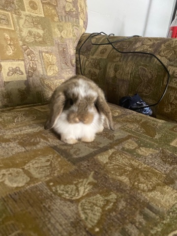 Baby+Young lops(bunnies)