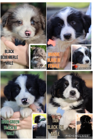 Australian Shepherd – Australian Shepherd pups