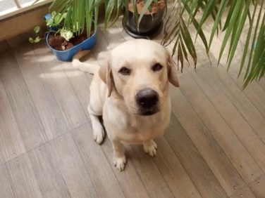 Labrador Retriever – looking for a home for Lab
