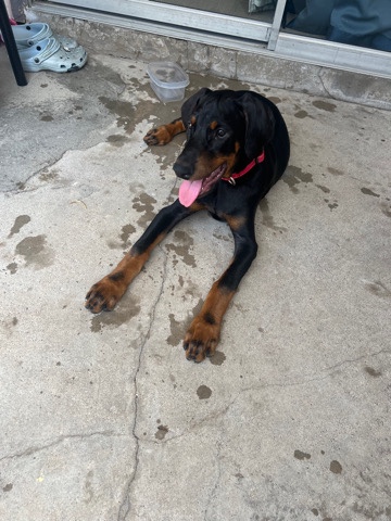 Doberman Pinscher – Full Breed Doberman