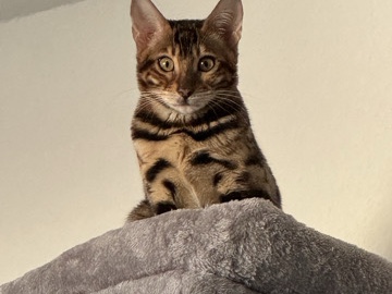 benagl Katze weiblich 1 Jahr alt 