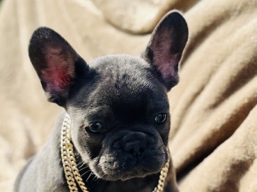 French Bulldog – French Bulldog – San Francisco