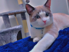 Cat – Leicester