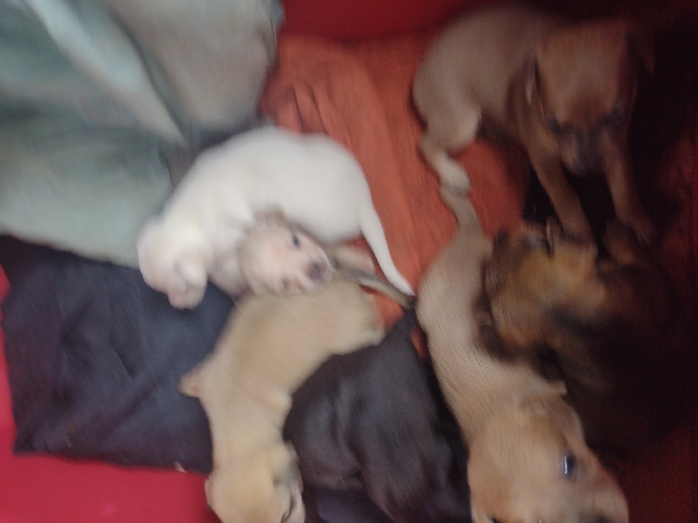 Chihuahua – four week old chihuahua puppies for sale