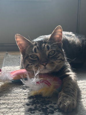Russian White, Black and Tabby – Re-Homing Marry our 1 year old grey tabby female & fixed
