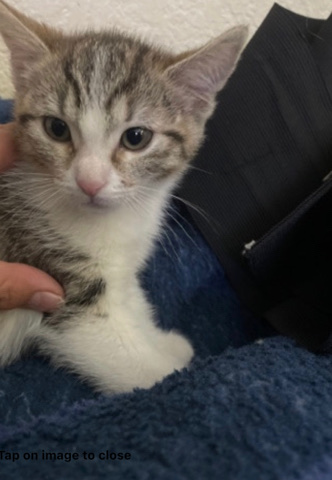 nice litter trained kitten playful great Christmas