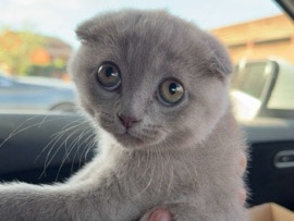 Scottish Fold – pure breed Scottish fold for sale – Birmingham