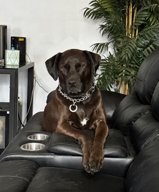 Labrador Retriever – Attention seeking lab