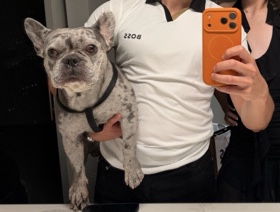 French Bulldog – French Bulldog Re homing. – Phoenix