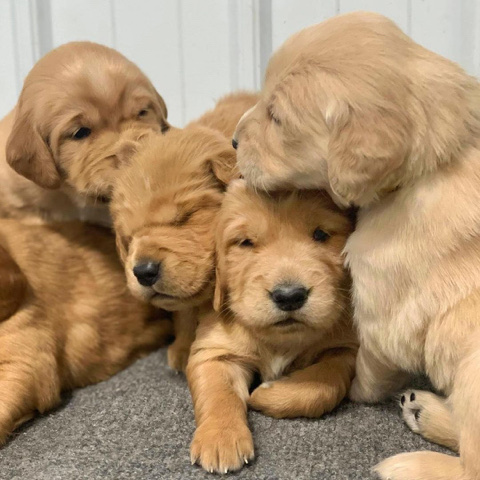 Golden Retriever – golden retriever puppies