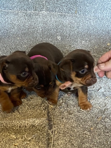 Jack Russell Terrier – miniature Jack Russell pups for sale £450